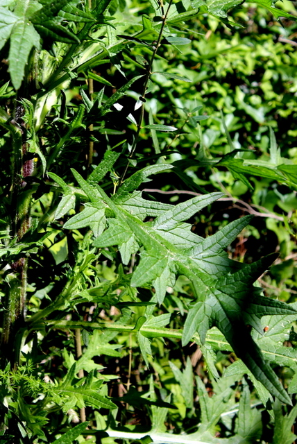 2_campi flegrei - Cirsium cfr.vulgare